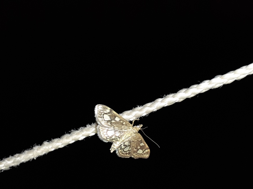 Anania coronata - koronás dudvamoly