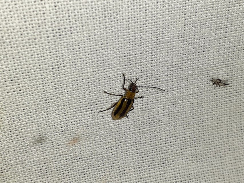Diabrotica virgifera - amerikai kukoricabogár