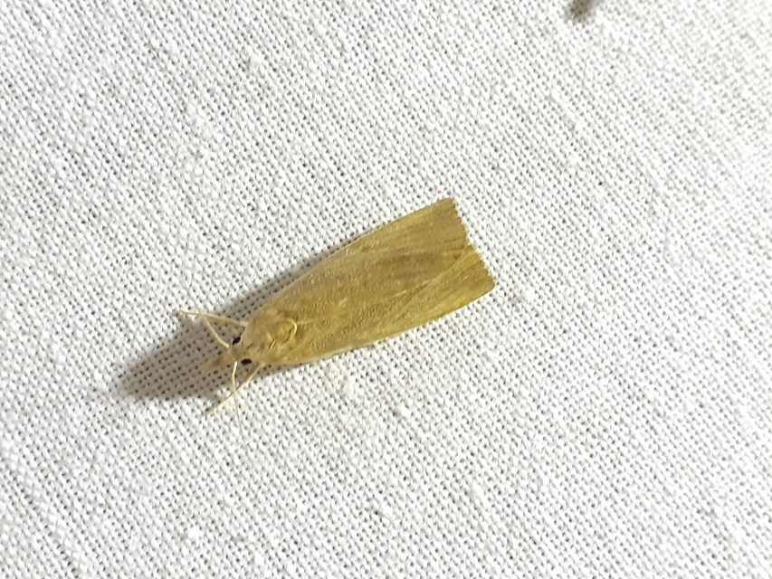 Calamotropha paludella - barna nádlevélmoly