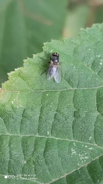 Muscidae - igazi legyek