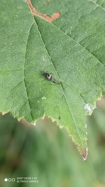 Aphididae - valódi levéltetvek