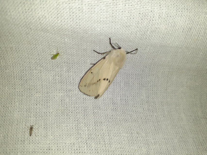 Spilarctia lutea - sárgás medvelepke
