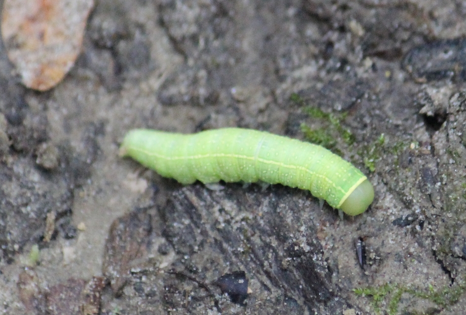 Pseudoips prasinana - bükkfa-zöldbagoly