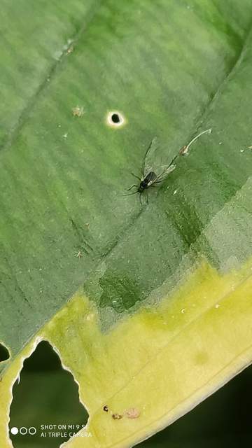 Aphididae - valódi levéltetvek