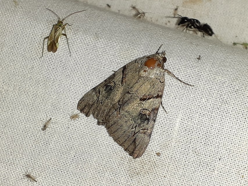Catocala hymenaea - kökény-övesbagoly