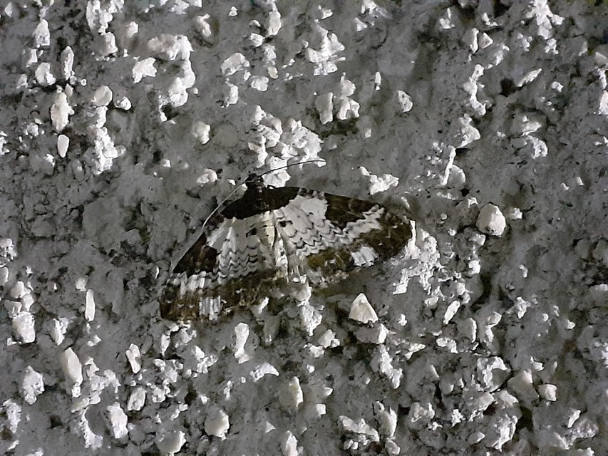Melanthia procellata - hullámos tarkaaraszoló