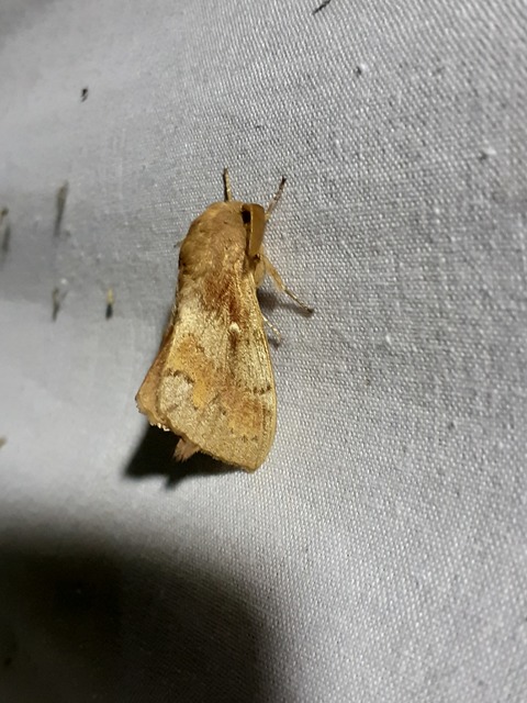 Dendrolimus pini - fenyőpohók