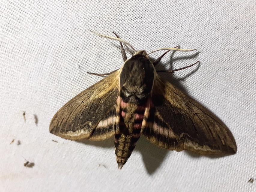 Sphinx ligustri - fagyalszender
