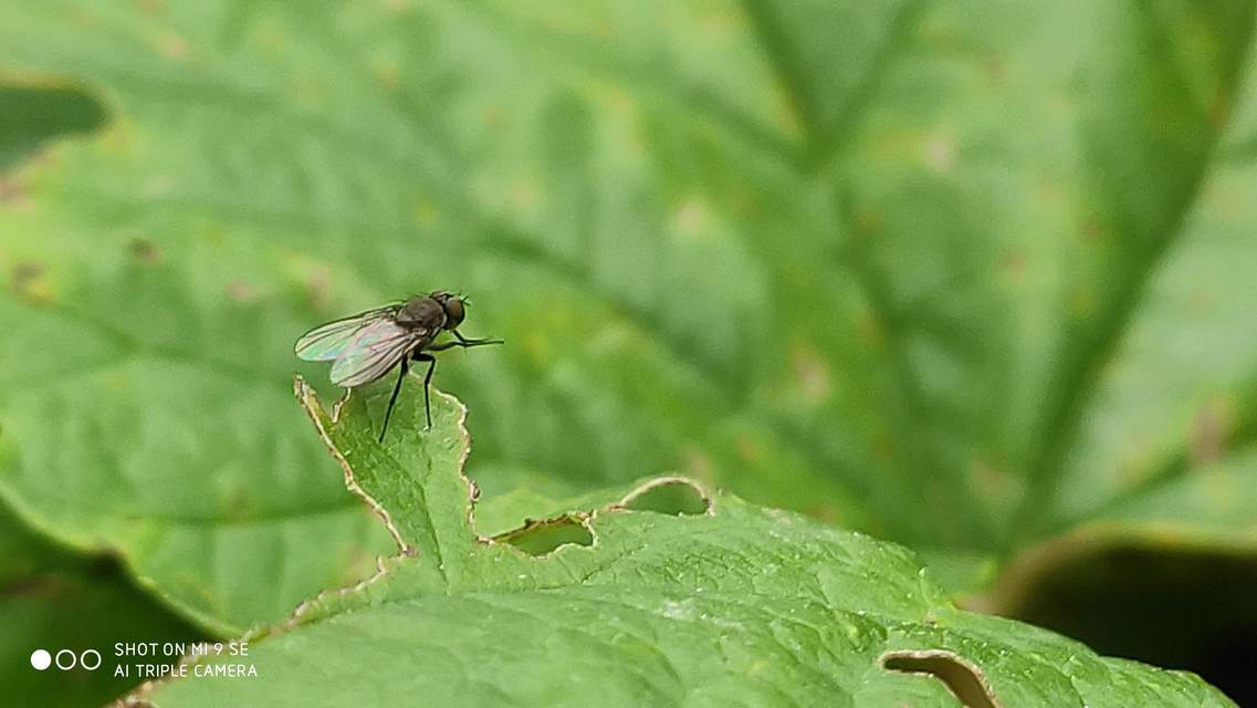 Coenosiinae