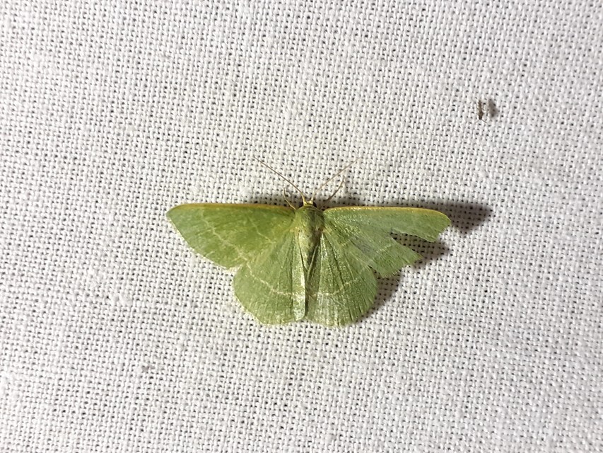 Chlorissa viridata/cloraria