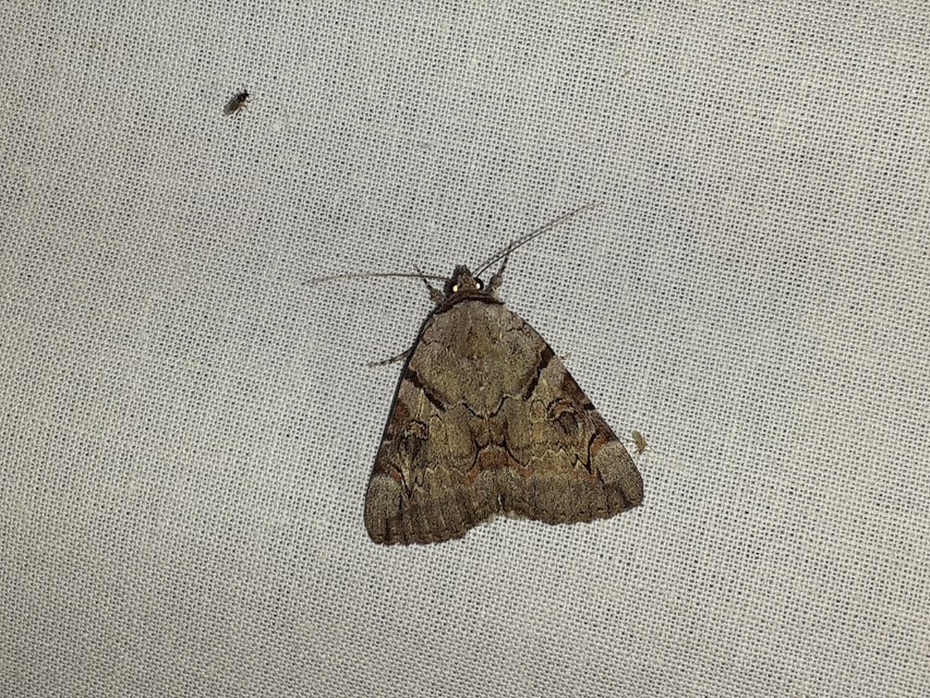 Catocala hymenaea - kökény-övesbagoly