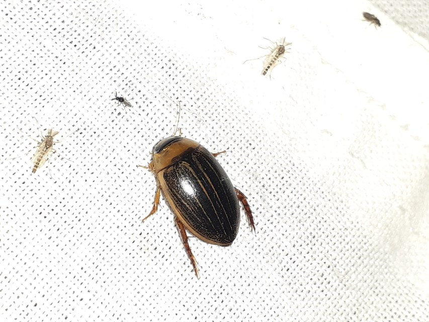 Hydaticus grammicus - déli mocsáricsíkbogár