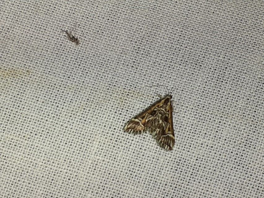 Diasemia reticularis - betűmintás tűzmoly