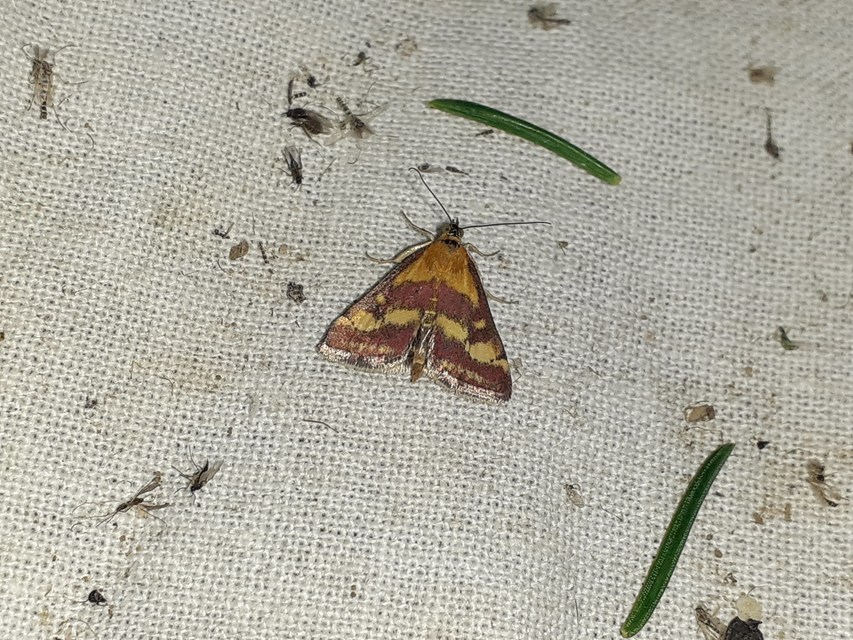 Pyrausta ostrinalis - ritka bíbormoly