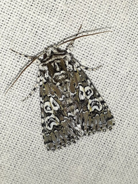 Lamprosticta culta - hármasfoltú bagoly
