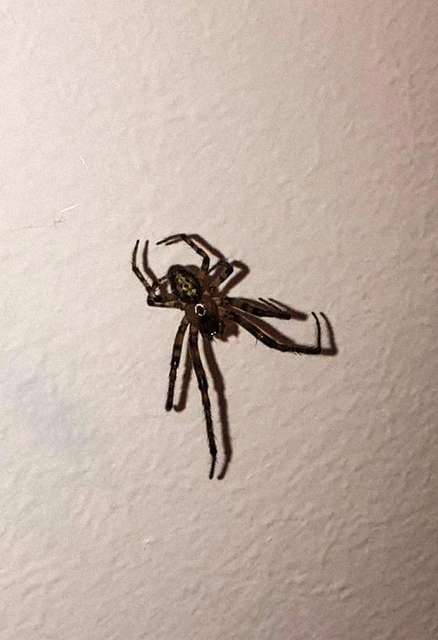 Leviellus