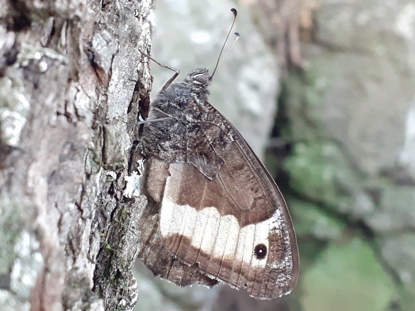 Hipparchia fagi - szürkeöves szemeslepke