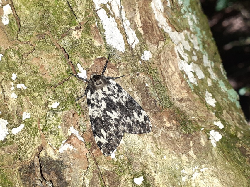 Lymantria monacha - apácalepke