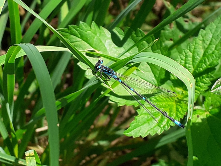 Coenagrion pulchellum - karcsú légivadász