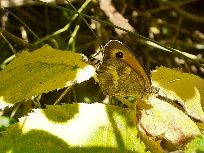 Pyronia tithonus - kis ökörszemlepke
