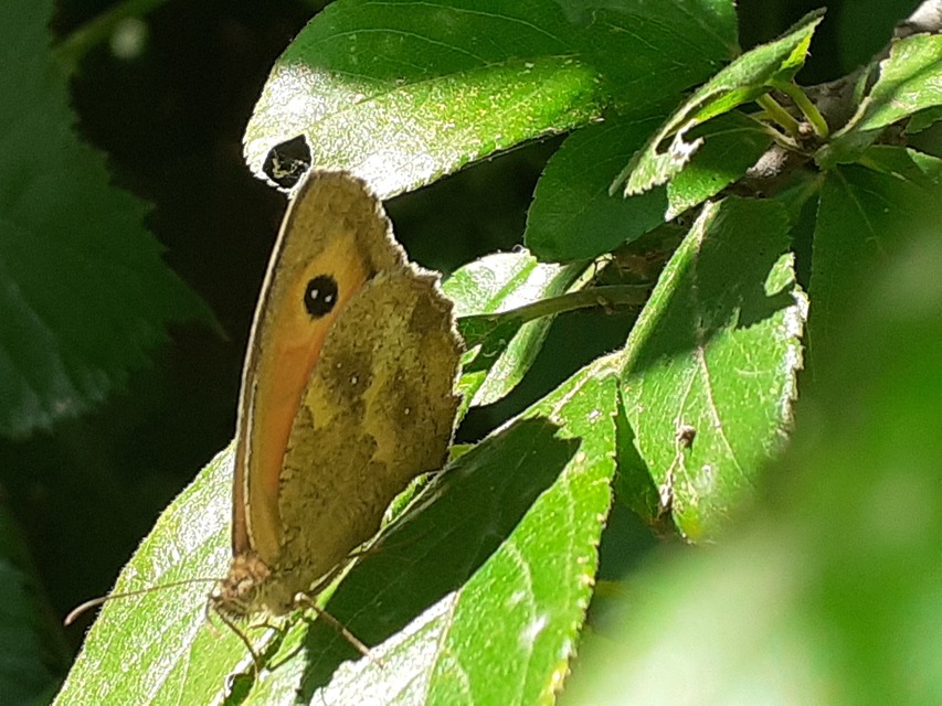 Pyronia tithonus - kis ökörszemlepke
