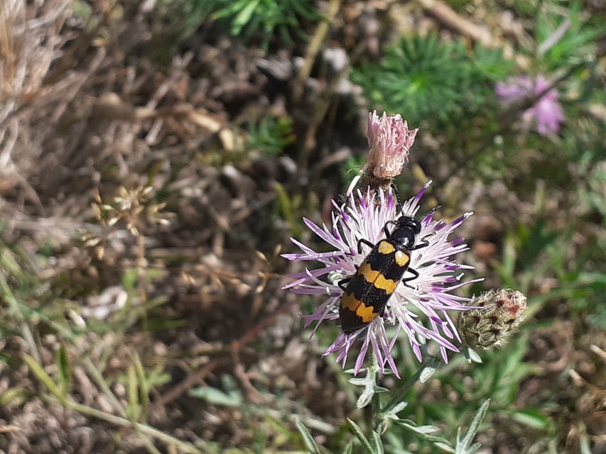 Mylabris variabilis - szalagos hólyaghúzó Mylabris variabilis - szalagos hólyaghúzó
