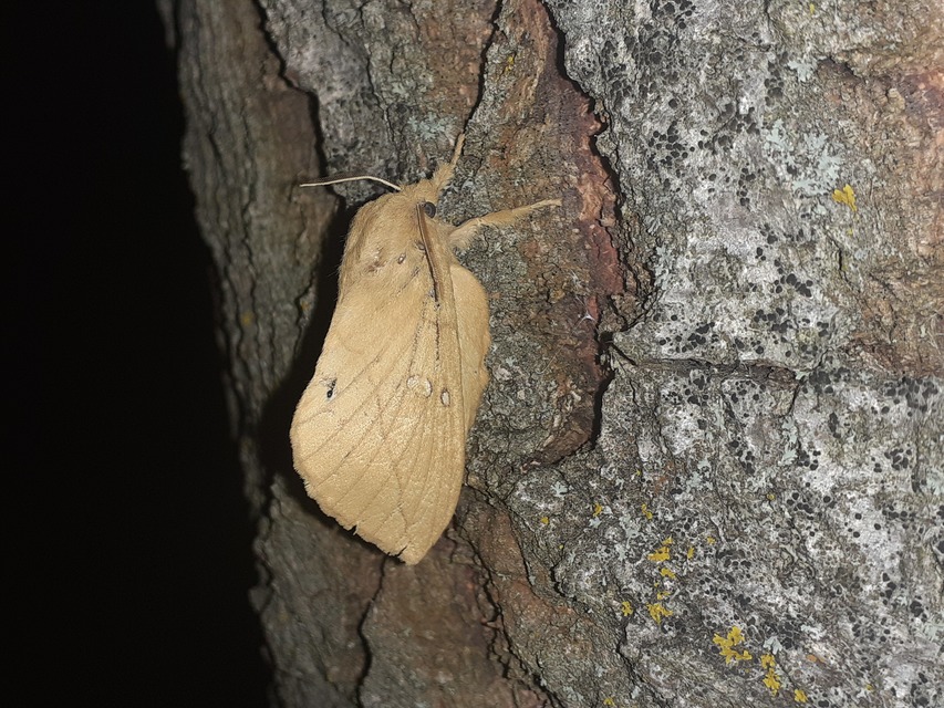 Euthrix potatoria - szomjas pohók