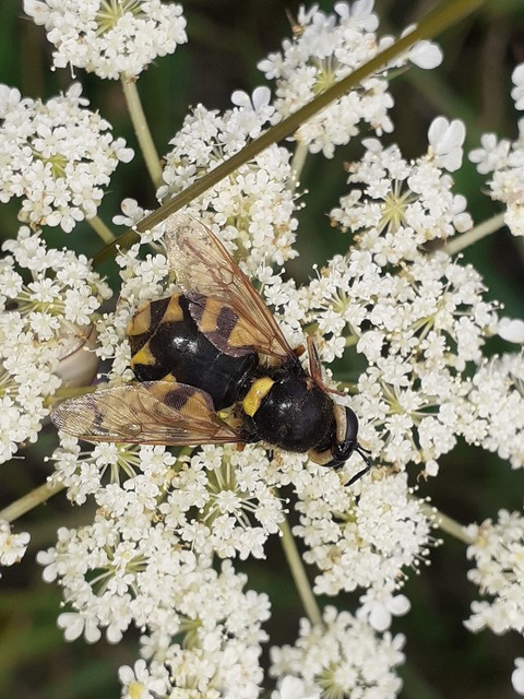 Stratiomys