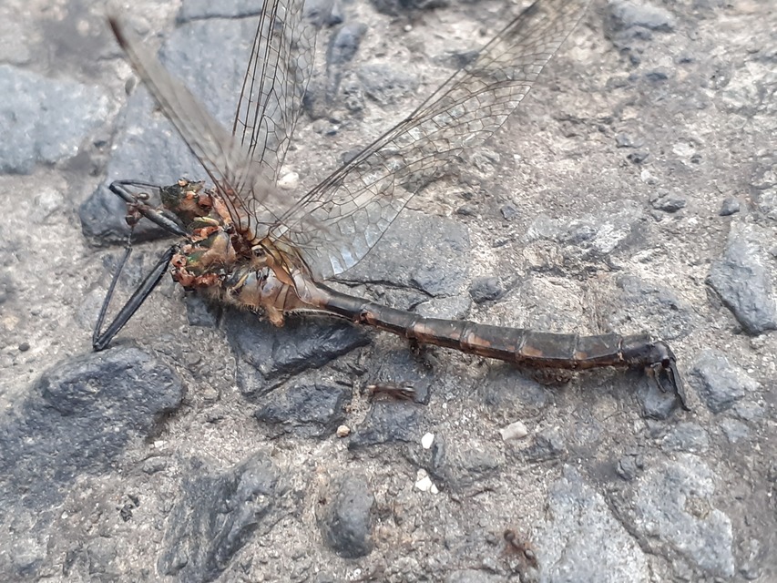 Somatochlora flavomaculata - sárgafoltos smaragdszitakötő