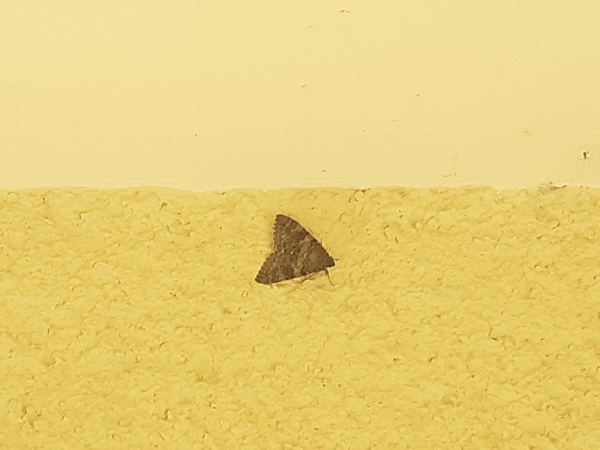 Catocala elocata - közönséges övesbagoly
