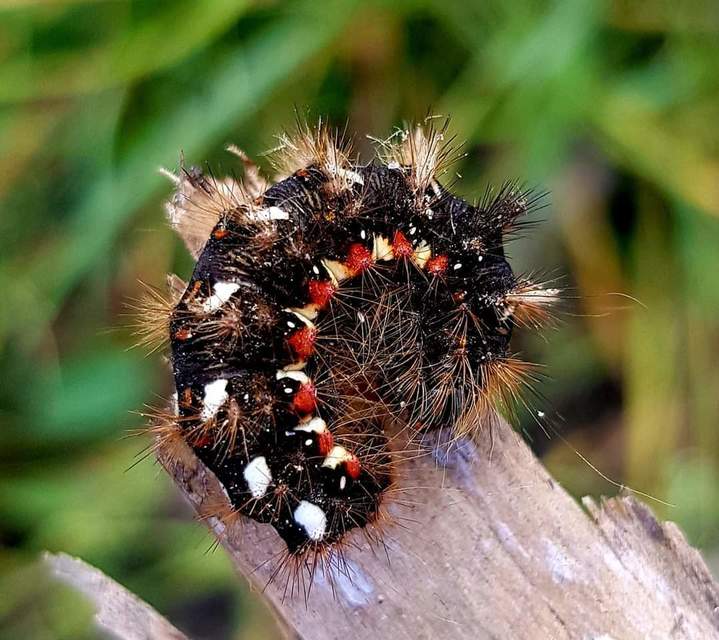 Acronicta rumicis - sóska-szigonyosbagoly Acronicta rumicis - sóska-szigonyosbagoly