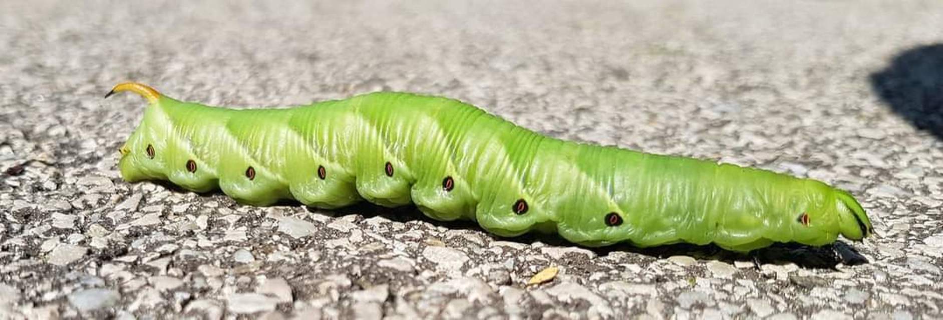 Agrius convolvuli - szulákszender Agrius convolvuli - szulákszender