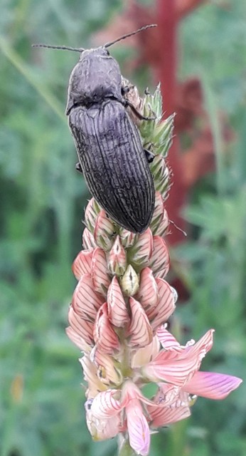 Selatosomus latus - széles pattanó