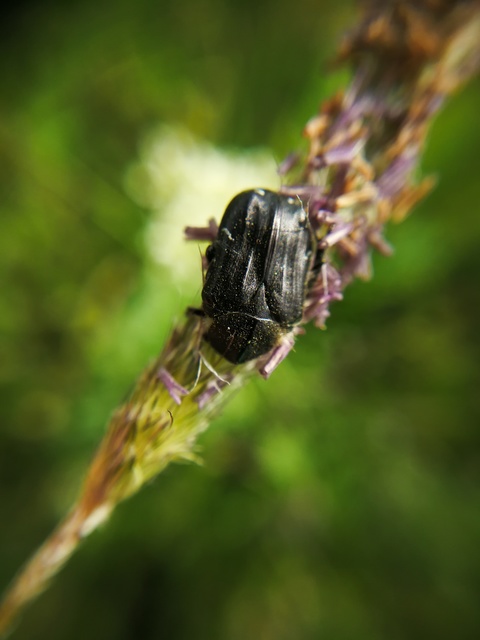 Tropinota hirta - bundás virágbogár