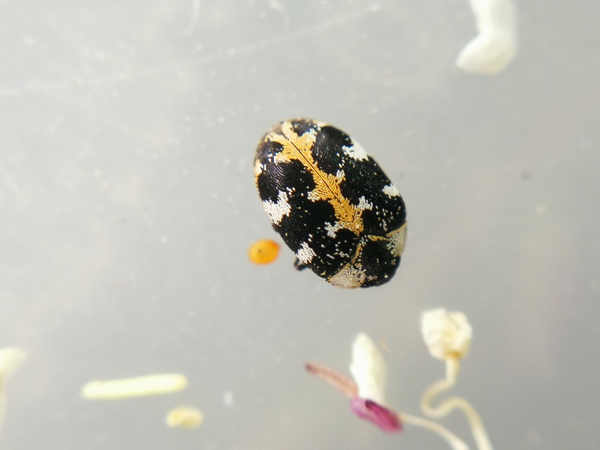 Anthrenus scrophulariae - nagy múzeumbogár