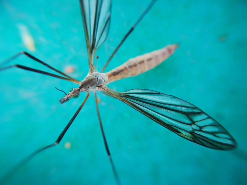 Tipula vernalis
