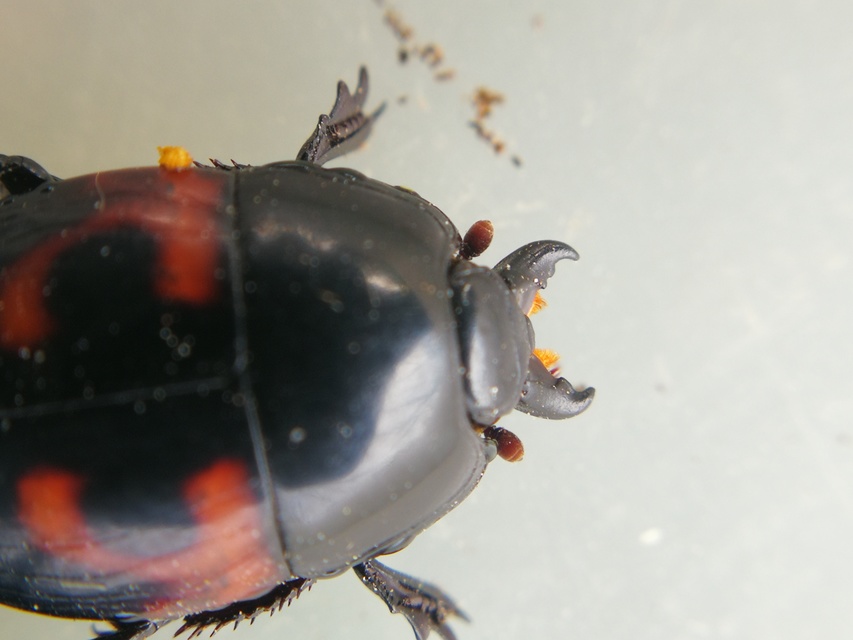 Hister quadrimaculatus - közönséges sutabogár