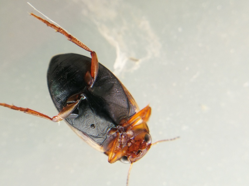 Hygrotus parallellogrammus - pettyesnyakú aprócsíkbogár