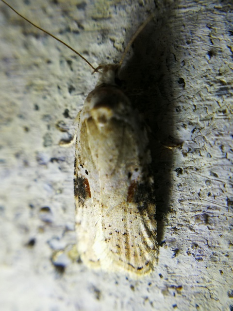 Agonopterix alstromeriana - bürök-laposmoly