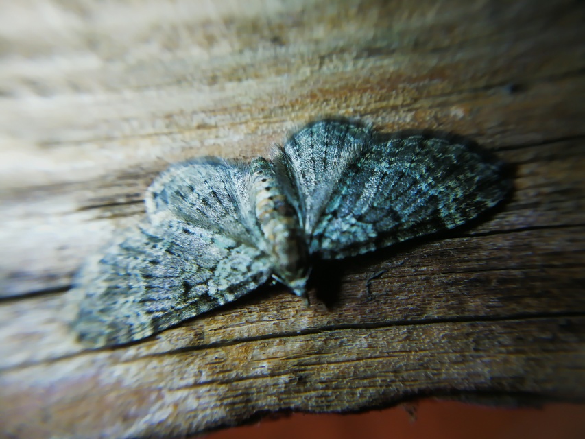 Pasiphila rectangulata - almavirág-araszoló