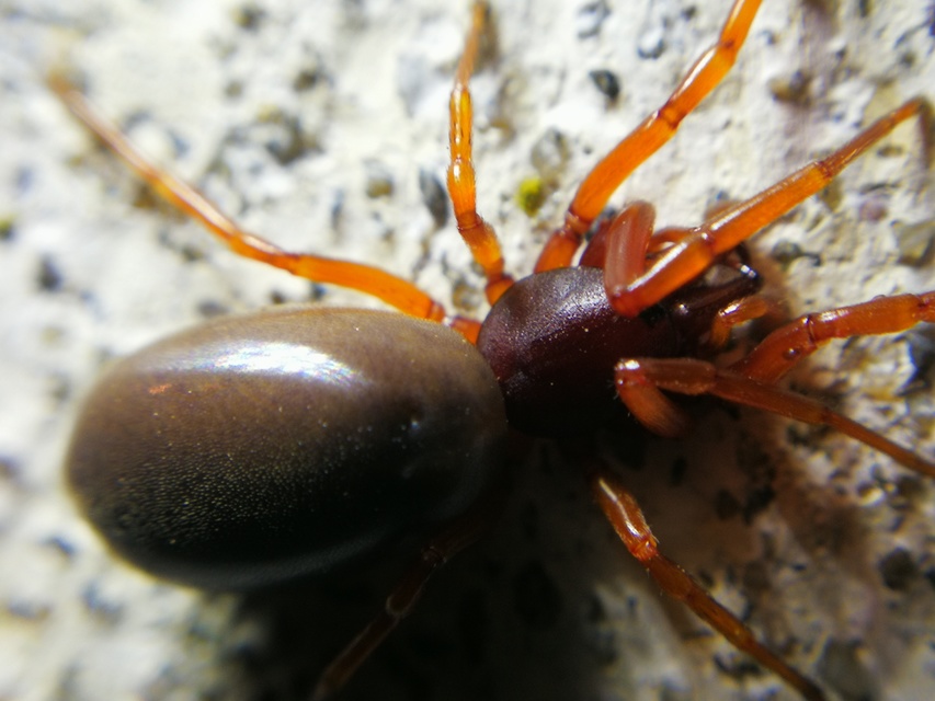 Dysderidae - fojtópókok