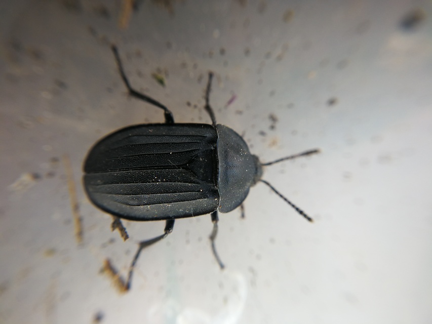Silpha obscura - közönséges dögbogár