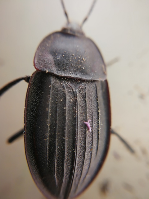 Silpha carinata - karimás dögbogár