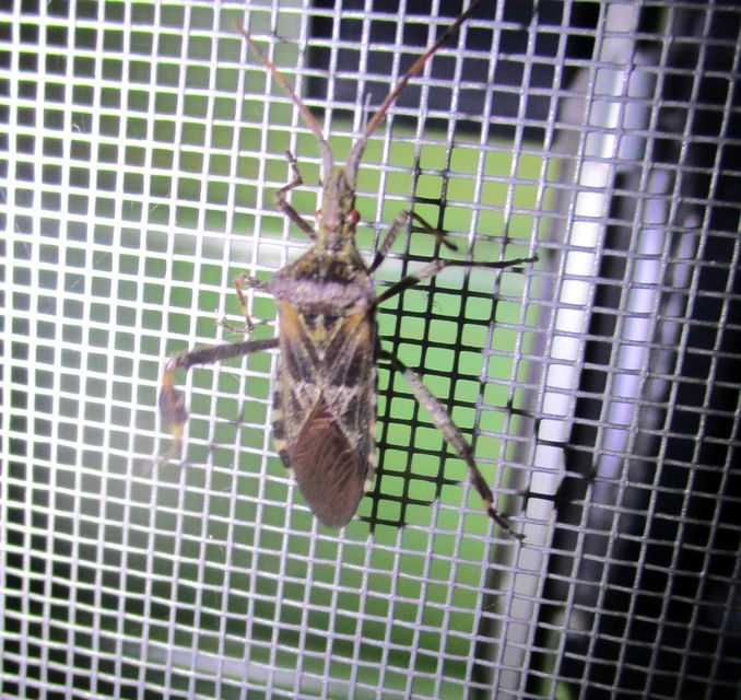 Leptoglossus occidentalis - nyugati levéllábú poloska