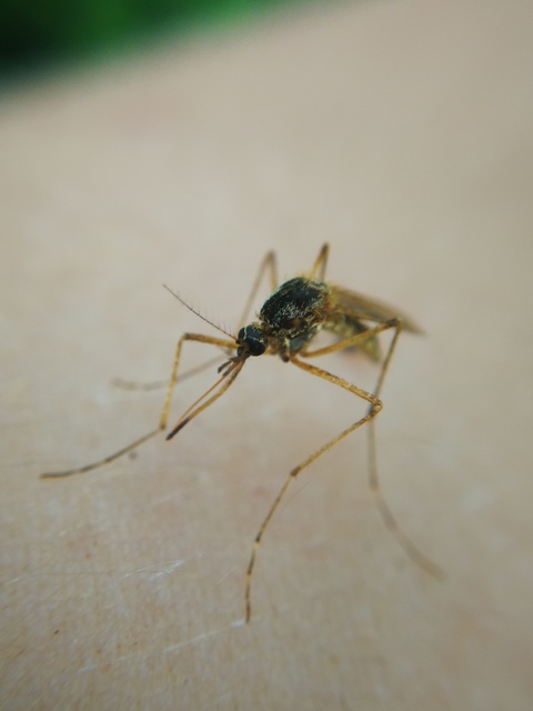 Culicidae - csípőszúnyogok