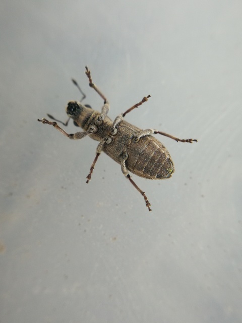 Sitona callosus - szempillás csipkézőbogár