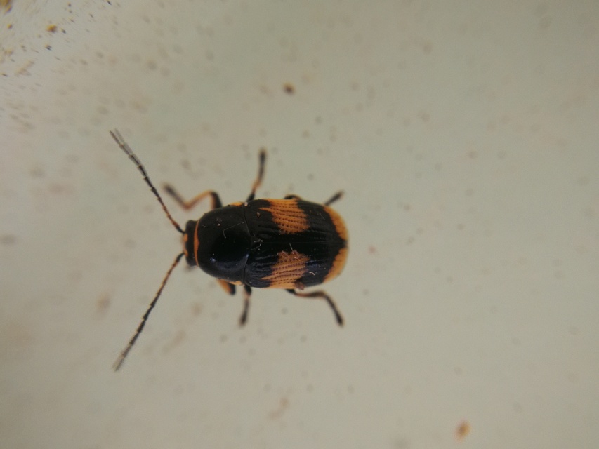 Cryptocephalus moraei - közönséges zömökbogár