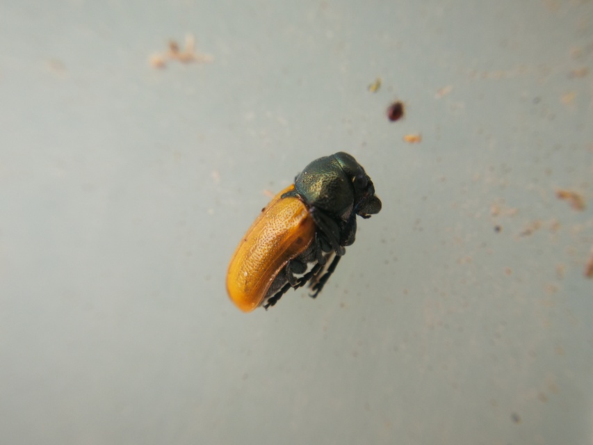 Labidostomis Labidostomis