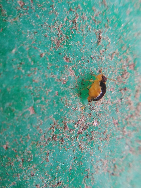 Sminthurus maculatus Sminthurus maculatus