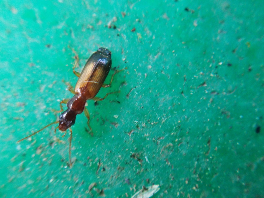 Paradromius linearis - karcsú kéregfutó